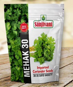Mehak- 30 Coriander Seeds