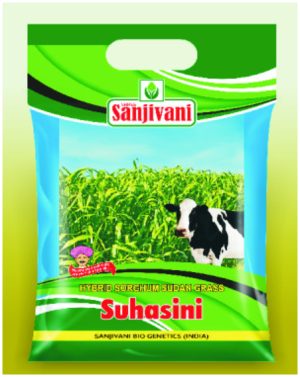 Suhasini – Hybrid Sorghum Sudan Grass