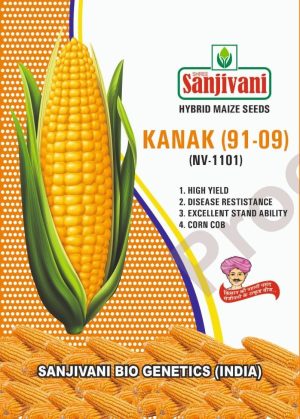 Sanjivani Kanak (91-09) – Hybrid Maize Seeds