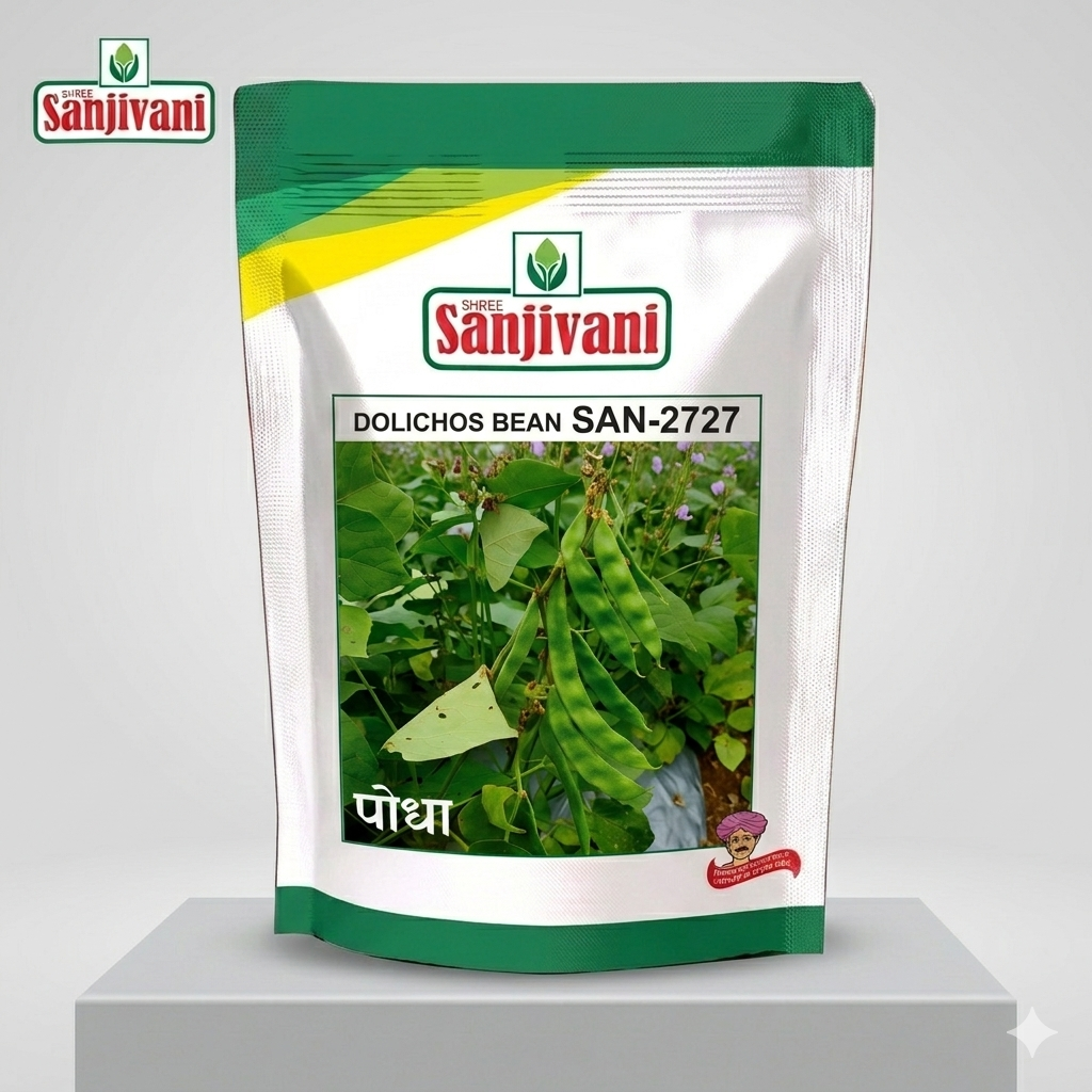 SAN-2727 Dolichos Bean Seeds | Bush Type (Podha) Sem Phali | Non-Trailing Commercial Vegetable Seeds | 250gm