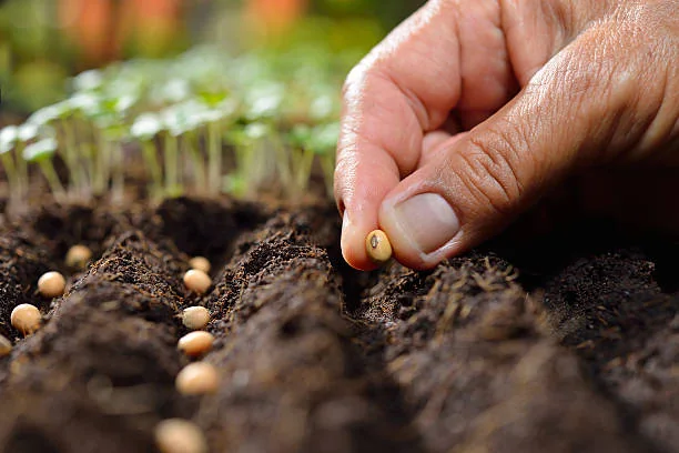 Seed selection for sowing